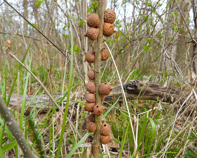 橡树粗子弹瘿蜂(Disholcaspis quercusmamma)生长在柏栎树枝上